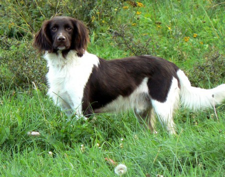 Woody od Pstruží říčky